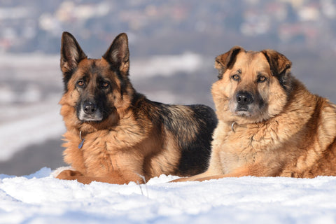 fat dogs in winter