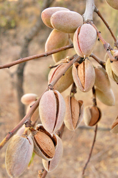 Almonds growing on a tree