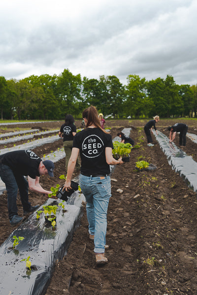 Woman wearing 88 Acres shirt holding tray of kabocha squash, walking down planter rows.