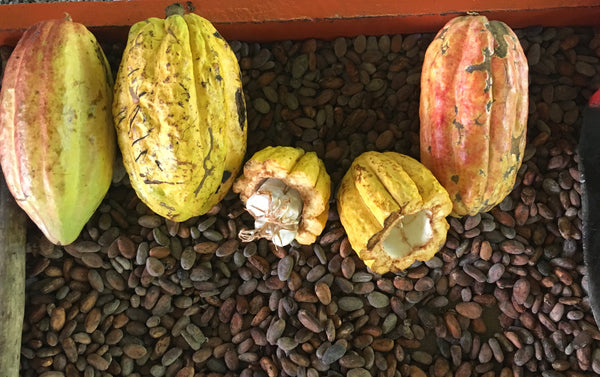 cocoa pods on fermenting cocoa beans