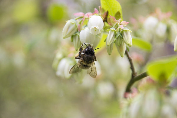 bee pollinating a blueberry bush