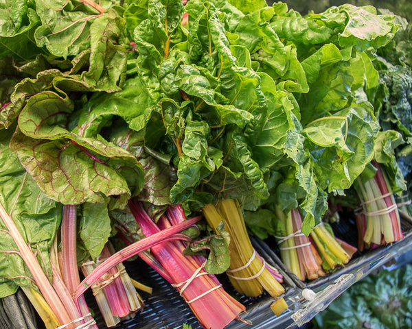 Fresh chard, grown in the garden. Healthy vegetable to get your greens in!