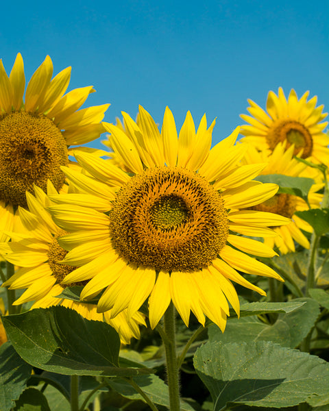 Beautiful sunflowers in a field 