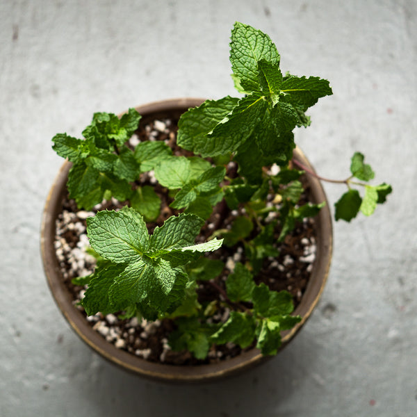 mint plant