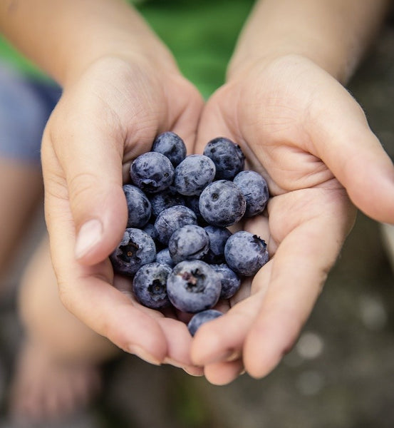 health benefits of blueberries