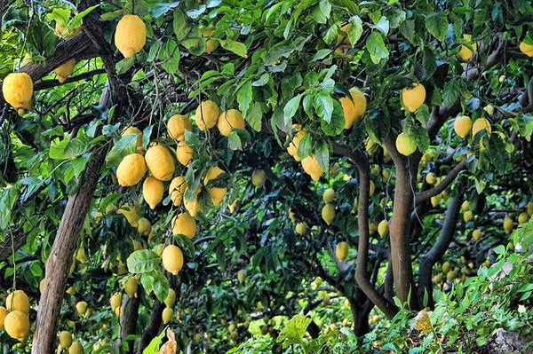 lemon trees