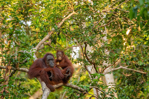orangutans in a forest in Indonesia