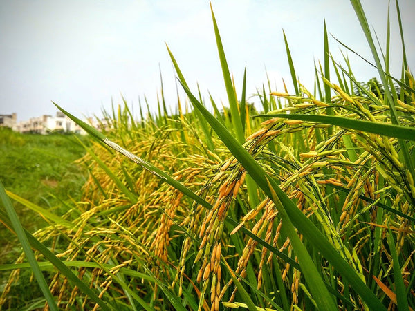 brown rice paddy