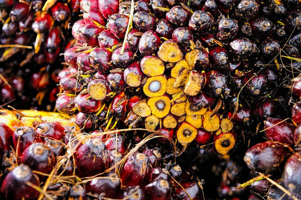 palm oil and palm kernel oil from Indonesia