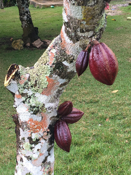 cocoa pods on a cocoa tree