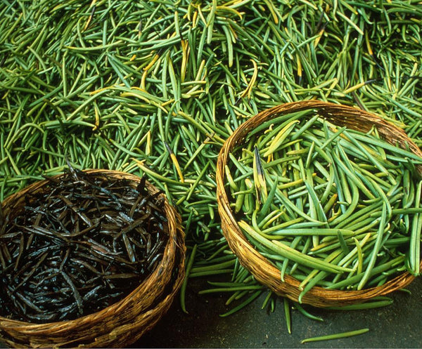 dried and raw vanilla pods in madagascar