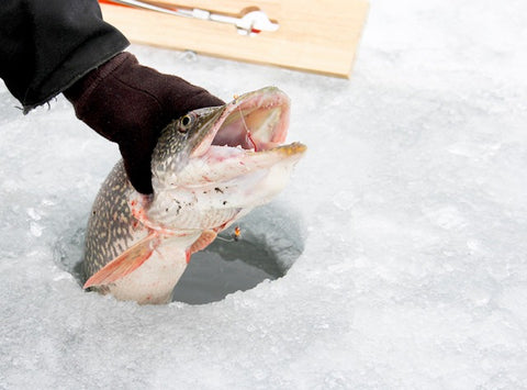 Northern Pike pulled up through ice fishing hole
