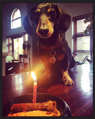 Our boy Axel turned 11