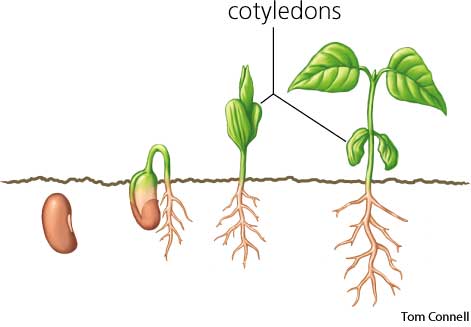 cotyledon vs true leaves