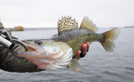 Walleyes