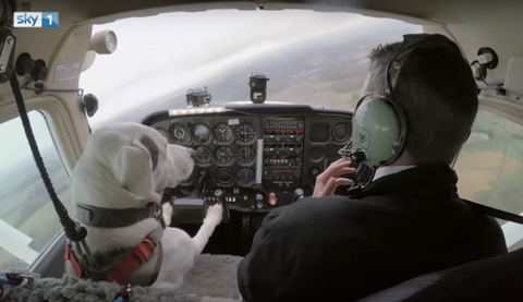 Dog flying a plane.
