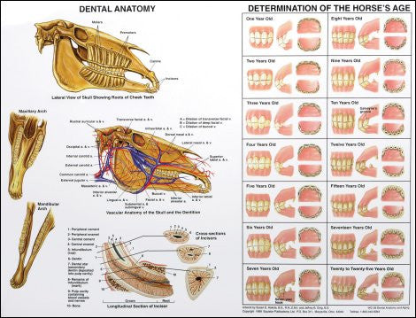 Dental Anatomy & Aging Chart – Meader Supply Corp.