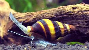 Assassin Snails