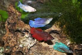 1 Live Female Betta Fish - Siamese Fish - Assorted Colors | Live Tropical Aquarium Fish…