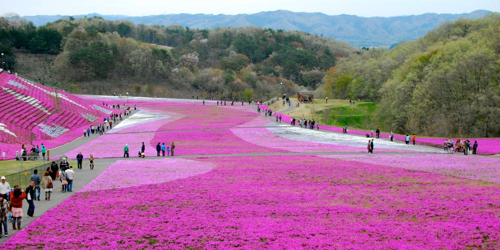 Takinoue Park in Hokkaido Japan is carpeted in pink moss every year from May to June.