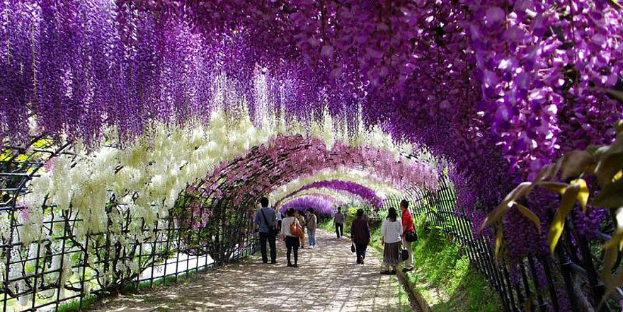 Wisteria Tunnel in Hokkaido