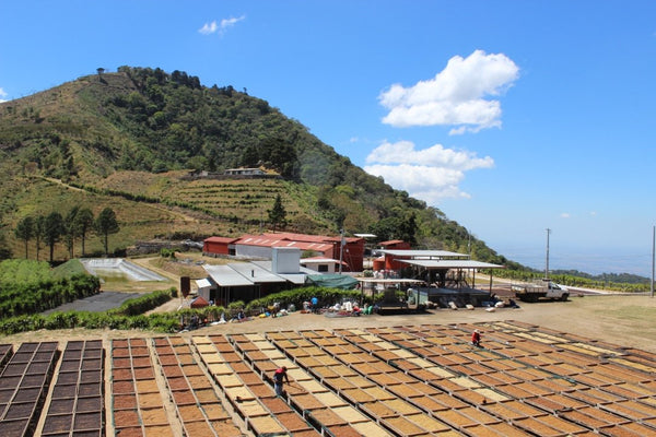 coffee processing facilities