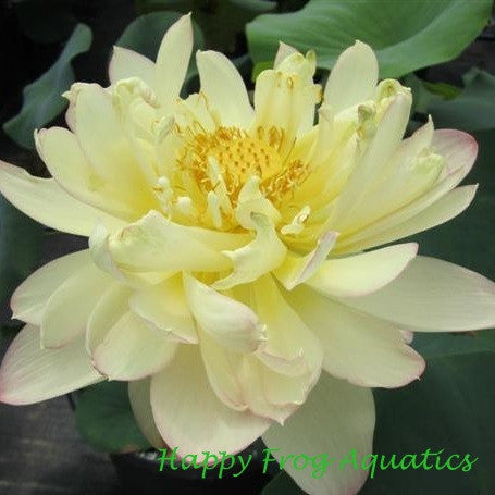 Perry's Super Star Lotus