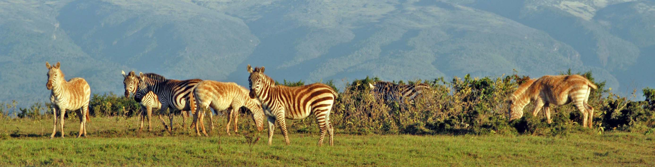 Kenya Collars Zebras Banner