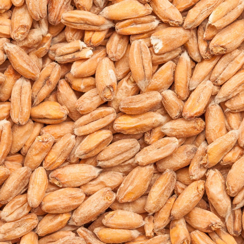 Bestmalz BEST Spelt Malt 1 lb