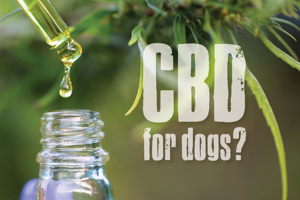 cbd for dogs