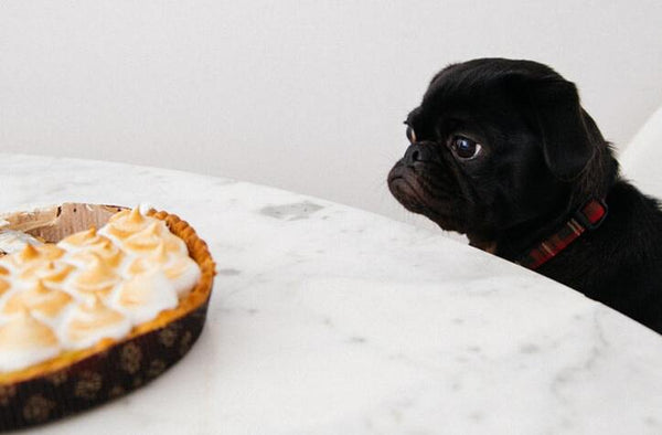 pug begging at thanksgiving