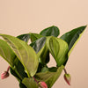 Medinilla maginica 'Candy' (Love Plant) H55 cm