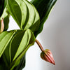 Medinilla maginica 'Candy' (Love Plant) H55 cm
