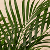 Areca palm (Dypsis lutescens) H130 cm