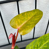Philodendron 'Painted Lady' H35 cm