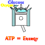 Glucose + Oxygen + NADH come together to create ATP power 