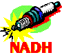NADH the coenzyme for energy release -- NADH is the spark plug to the cellular engine