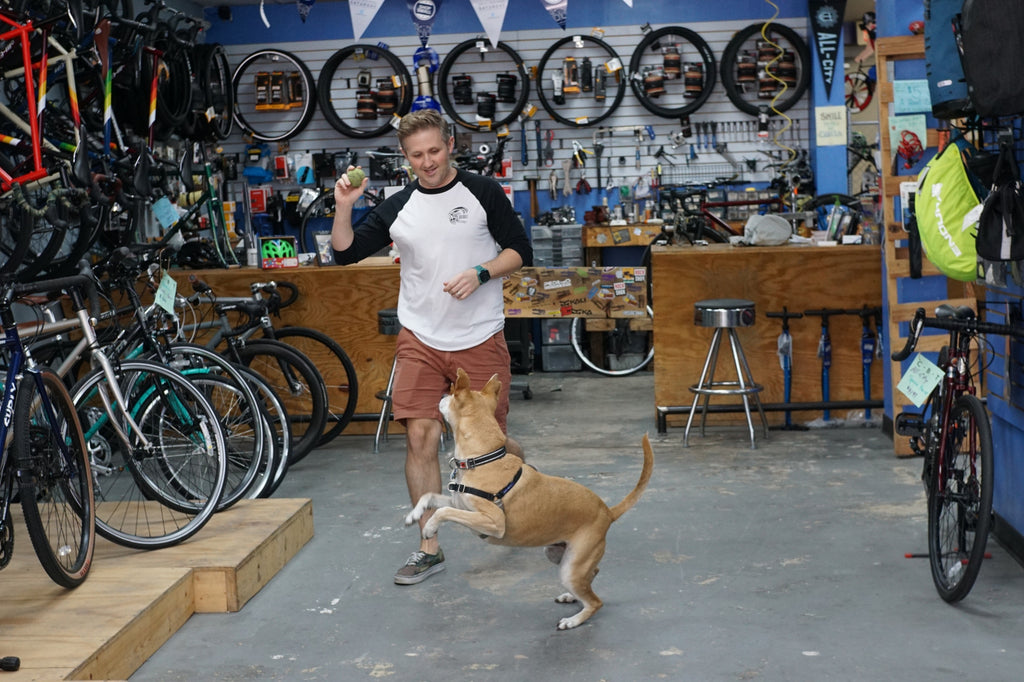 Macey the Guard Dog | City Bike Tampa