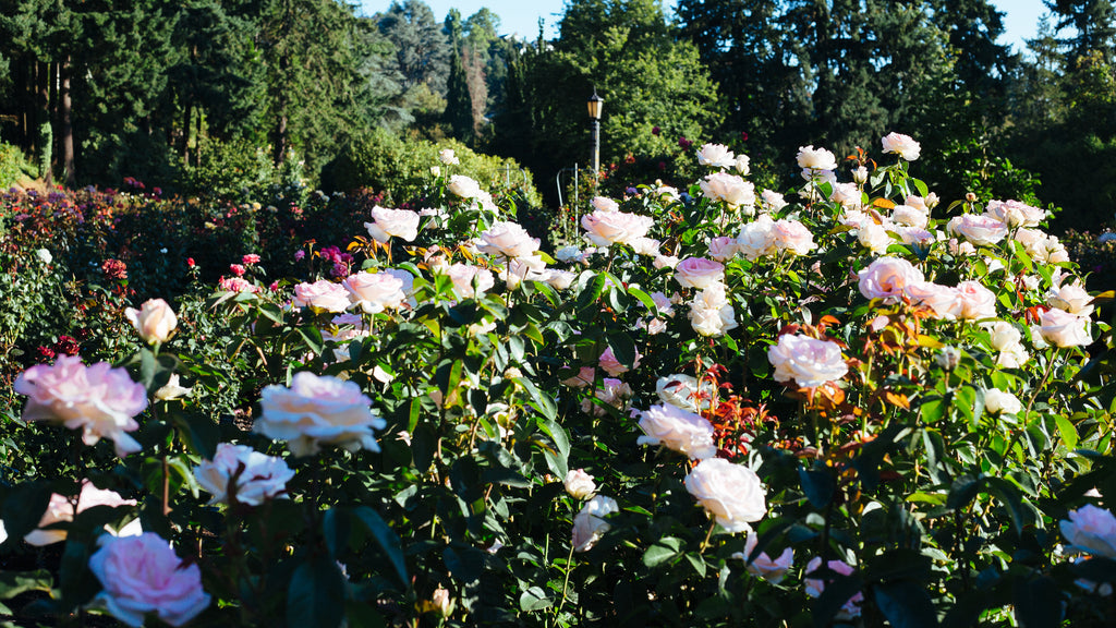 International Rose Garden