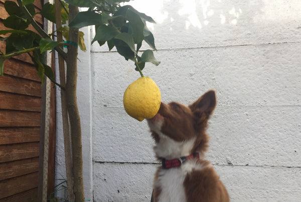 in-season-lemon