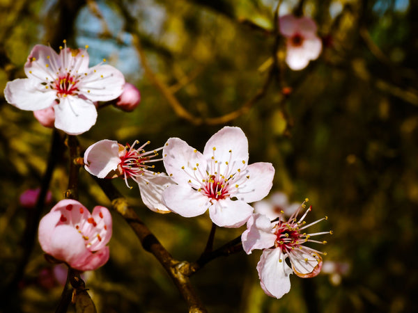 almond-tree-blossom