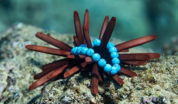 Blue bracelet resting on sea urchin underwater in the ocean