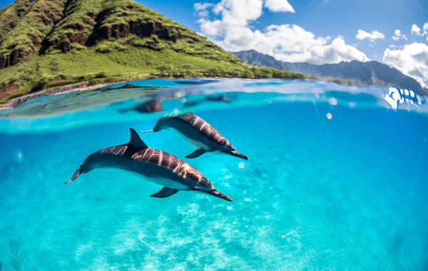 Spinner dolphins seen underwater while snorkeling in hawaii