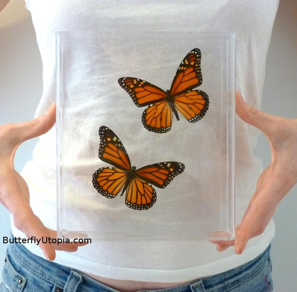 Male And Female Framed Monarch Butterflies Butterfly Utopia 