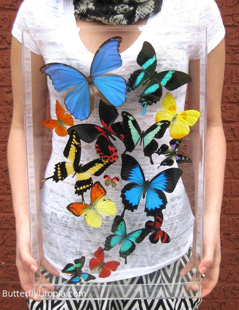 Download Dried Rainbow Butterflies For Sale Real Preserved In Acrylic Butterfly Utopia