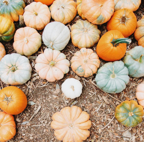 fall pumpkins by emily blincoe