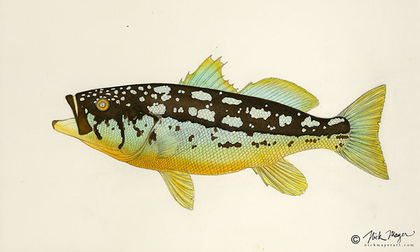 Calico Bass painting