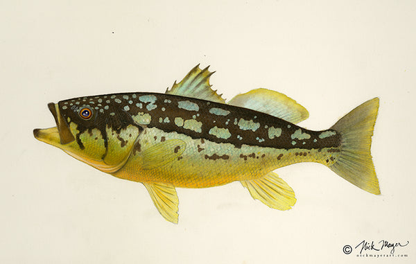 Kelp Bass paintings