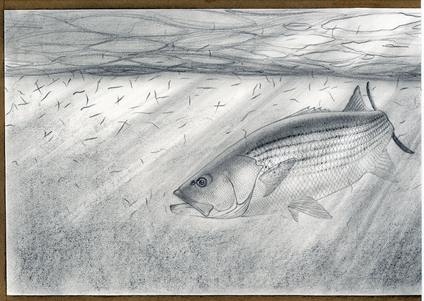 Nick Mayer Fish Art Drawing