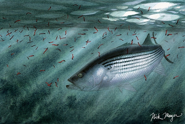 Nick Mayer Striped Bass Fish Painting